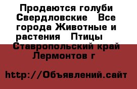 Продаются голуби Свердловские - Все города Животные и растения » Птицы   . Ставропольский край,Лермонтов г.